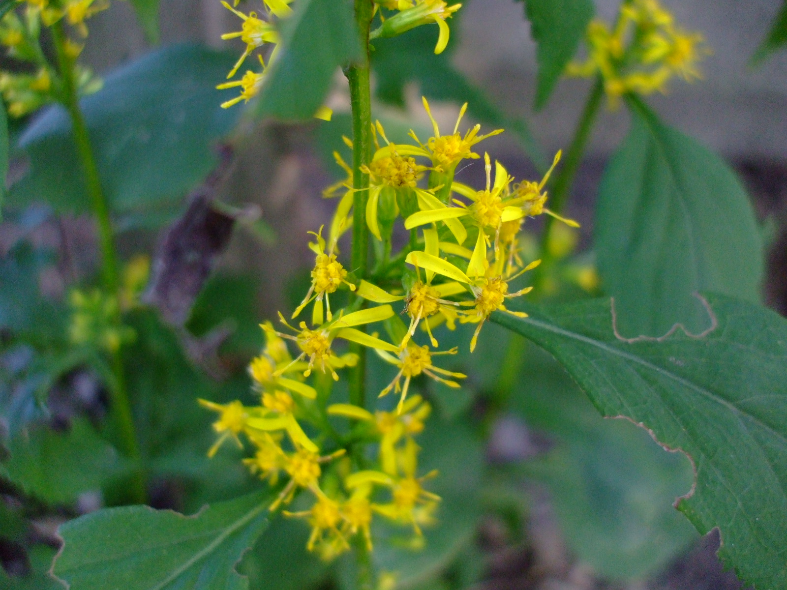 Solidago flexicaulis